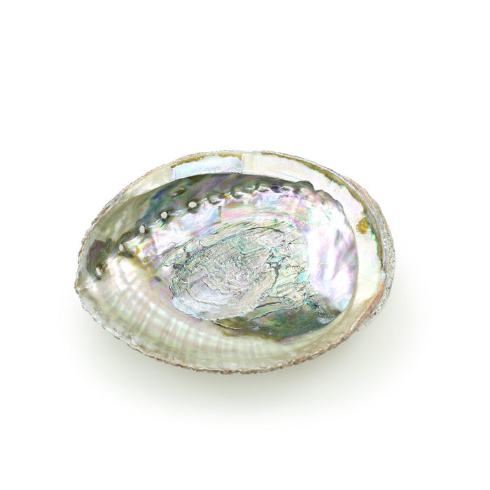 Burner - Abalone shell - Large 5"-6.5"