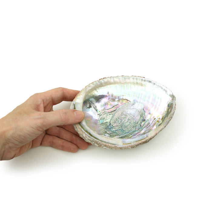 Burner - Abalone shell - Large 5"-6.5"