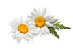 Angel’s Mist Chamomile Essential Oil