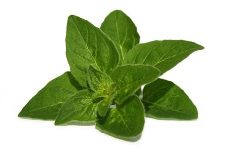 Angel’s Mist Oregano Essential Oil