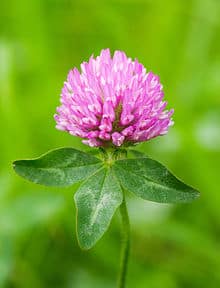 Red Clover Tincture