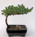 Juniper Bonsai Tree-Small   (Juniper Procumbens "nana") - Culture Kraze Marketplace.com
