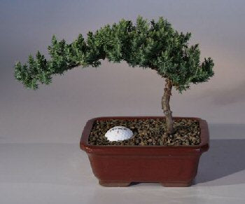 Juniper with Fairway Golf Ball   (Juniper Procumbens "nana") - Culture Kraze Marketplace.com