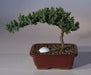 Juniper with Fairway Golf Ball   (Juniper Procumbens "nana") - Culture Kraze Marketplace.com