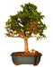 Baby Jade Bonsai Tree - Extra Large   (Portulacaria Afra) - Culture Kraze Marketplace.com