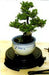 Bonsai Turntable  Indoor or Outdoor - 6" Round Diameter - Culture Kraze Marketplace.com