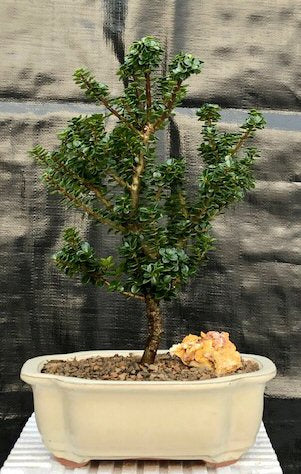 Japanese Dwarf Pagoda Holly  (Ilex Crenata dwarf "Pagoda") - Culture Kraze Marketplace.com