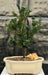 Japanese Dwarf Pagoda Holly  (Ilex Crenata dwarf "Pagoda") - Culture Kraze Marketplace.com