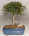 Willow Leaf Ficus Bonsai Tree-Medium   (Ficus Nerifolia/Salisafolia) - Culture Kraze Marketplace.com