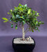 Ficus Kaneshiro Bonsai Tree  (ficus microcarpa 'kaneshiro') - Culture Kraze Marketplace.com