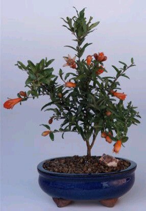 Flowering & Fruiting  Dwarf Pomegranate - Small  (Punica Granatum 'nana') - Culture Kraze Marketplace.com