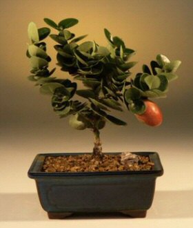 Flowering Dwarf Plum - Small   (carissa  macrocarpa) - Culture Kraze Marketplace.com