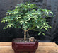 Golden Hawaiian Umbrella Bonsai Tree - Medium  (arboricola schefflera) - Culture Kraze Marketplace.com