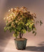 Flowering Heavenly Bamboo Bonsai Tree  (nandina domestica - 'firepower') - Culture Kraze Marketplace.com
