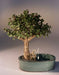 Baby Jade Bonsai Tree  Land/Water Pot - Medium   (Portulacaria Afra) - Culture Kraze Marketplace.com