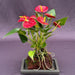 Flowering Red Anthurium  In Hawaiian Lava Rock ("small talk") Bonsai Tree   (anthurium andraeanum) - Culture Kraze Marketplace.com