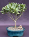 Flowering Japanese Mock Orange Bonsai Tree - Variegated  (pittosporum tobira variegata) - Culture Kraze Marketplace.com