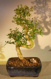 Chinese Flowering White Serissa - Tree of a Thousand Stars - Medium Curved Trunk Style  (Serissa Japonica) - Culture Kraze Marketplace.com