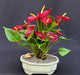 Flowering Red Anthurium ("small talk") Bonsai Tree  (anthurium andraeanum) - Culture Kraze Marketplace.com