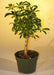 Pre Bonsai Hawaiian Umbrella Bonsai Tree - Small  (arboricola schefflera 'luseanne') - Culture Kraze Marketplace.com