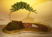 Juniper Bonsai Tree Planted on a Rock Slab  (juniper procumbens "nana") - Culture Kraze Marketplace.com