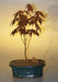 Japanese Red Maple Bonsai Tree - Small  (acer palmatum 'atropurpureum') - Culture Kraze Marketplace.com
