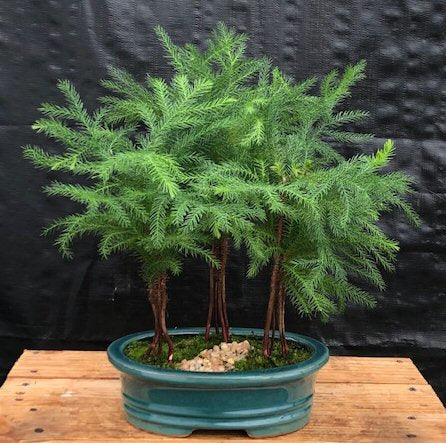 Norfolk Island Pine Bonsai Tree  Three (3) Tree Forest Group   (araucaria heterophila) - Culture Kraze Marketplace.com