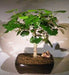 Flowering Sea Hibiscus Bonsai Tree  (hibiscus tiliaceus) - Culture Kraze Marketplace.com