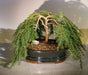 Dwarf Weeping Hemlock Bonsai Tree  (Tsuga Canadensis) 'coles prostmate' - Culture Kraze Marketplace.com