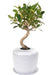 Ficus Retusa Curved Trunk Bonsai Tree &  Porcelain Ceramic Cremation Urn  with Matching Humidity / Drip Tray - Culture Kraze Marketplace.com