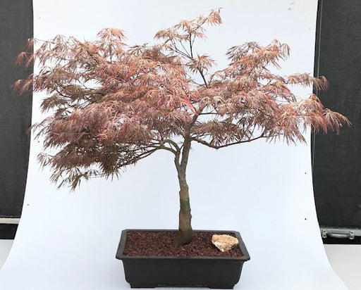 Crimson Queen Japanese Maple (Acer palmatum var. dissectum 'Crimson Queen') - Culture Kraze Marketplace.com