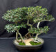 Chinese Elm Bonsai Tree  Curved trunk & Exposed Roots  Three (3) Tree Forest Group   (ulmus parvifolia) - Culture Kraze Marketplace.com