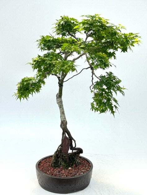 Beni Hime Dwarf Japanese Maple Bonsai Tree Root Over Rock (Acer palmatum 'Beni Hime') - Culture Kraze Marketplace.com