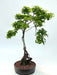Beni Hime Dwarf Japanese Maple Bonsai Tree Root Over Rock (Acer palmatum 'Beni Hime') - Culture Kraze Marketplace.com