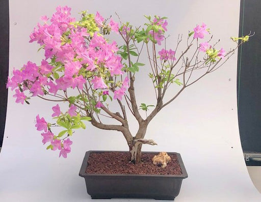 Flowering Korean Azalea Bonsai Tree (Rhododendron var. poukhanense 'Compact') - Culture Kraze Marketplace.com