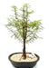 Bald Cypress Bonsai Tree Exposed Roots  (taxodium distichum) - Culture Kraze Marketplace.com