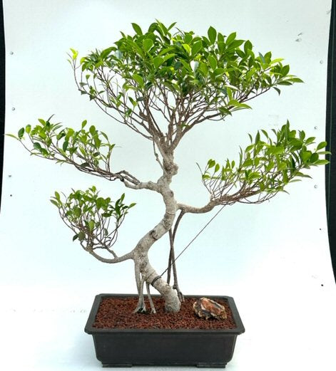 Ficus Retusa Bonsai Tree Curved Trunk & Tiered Branching  (ficus retusa) - Culture Kraze Marketplace.com