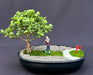 Baby Jade Bonsai Tree - Miniature Golf Course Scene  (portulacaria afra) - Culture Kraze Marketplace.com