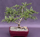 Dwarf Norway Spruce 'Pusch' Bonsai Tree  (picea abies 'pusch') - Culture Kraze Marketplace.com