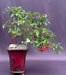 Flowering Pyracantha Bonsai Tree Cascade Style (pyracantha 'mohave') - Culture Kraze Marketplace.com