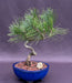 Japanese Black Pine Bonsai Tree Coiled Trunk Style  (pinus thunbergii 'thunderhead') - Culture Kraze Marketplace.com