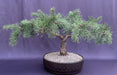 Hillside Creeper Scots Pine Bonsai Tree (Pinus sylvestris 'Hillside Creeper') - Culture Kraze Marketplace.com