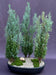 European Cypress Evergreen Bonsai Tree Three Tree Forest Group   (chamaecypari Iawsoniana 'ellwoodii') - Culture Kraze Marketplace.com
